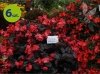 begonia big deluxxe allegro